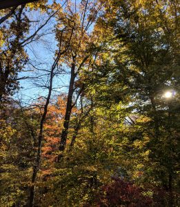 Fall Trees and Sunshine