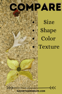 4 Steps to Playing with Nature Collections for Kids. Compare. Size, Shape, Color, Texture